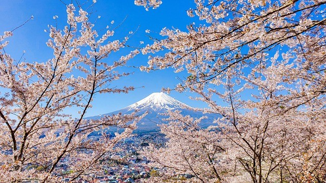 Mount Fuji in Japan through Cherry Blossom